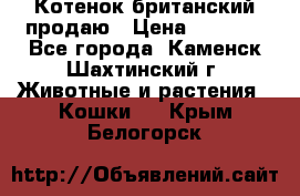 Котенок британский продаю › Цена ­ 3 000 - Все города, Каменск-Шахтинский г. Животные и растения » Кошки   . Крым,Белогорск